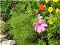 cosmos